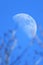 Afternoon moon and branches in clear blue sky