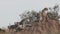 afternoon shot of a cheetah family on termite mound at masai mara- 4K 60p