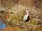 Afternoon sun illuminates a hungry Great Blue Heron in late fall