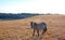 Afternoon sun lighting up a Wild Horse Grulla Gray colored Mare on Sykes Ridge above Teacup Bowl in the Pryor Mountains