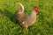 Afternoon sun shining on gray rooster walking on green grass meadow.