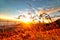 Afternoon sunset on the top mountain grass