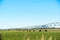 An afternoon view of center pivot sprinkler system spraying water on a farm field of wheat on a hot summer day.