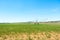 An afternoon view of center pivot sprinkler system spraying water on a farm field of wheat on a hot summer day.