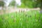 Afternoon wild High grass in summer