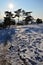 Afternoon winter sun above snow covered plane with pathway and line of crooked coniferous pine trees.