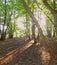 Afternoons woodland shadows 1