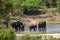 Aftican elephants in Kruger