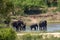 Aftican elephants in Kruger