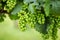 Afton Mountain Vineyard Grapes