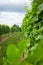 Afton Mountain Vineyard Trellis