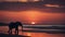 Against the backdrop of a fiery sunset over the ocean, the silhouettes of elephants are faintly visible on a distant shoreline