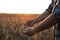 Against the backdrop of the setting sun, the farmer& x27;s hands sort out spikelets of wheat in the field. A farmer