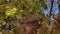 Against background of the blue sky and golden leaves, a little happy girl flies up. The family has a rest outdoors in