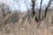 Against the background of the forest, tall, dried blades of grass sway in the wind in late winter.