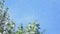 Against the blue sky, large, green poplar branches, densely covered with bundles of fluff. Light, white poplar fluff