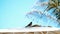 against the blue sky and palm trees, on the roof of a beach umbrella an exotic bird sits. Close-up