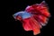 Against the contrasting black background the blue betta fish with a radiant red tail appears like a living work.