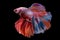 Against the contrasting black background, the colorful betta fish showcases.