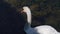 Against a dark pond, a large white swan swims calmly