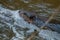 Against the flowAn adult beaver swims upriver in Edmonton Alberta
