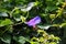 Against many green leaves located flower Petunia