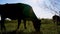 Against sun light, dark outline, the silhouette of a cow grazing on green meadow. cow is chewing grass. summer warm day