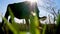 Against sun light, dark outline, the silhouette of a cow grazing on green meadow. cow is chewing grass. summer warm day