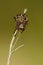 Agalenatea redii . Familia Araneidae. Spider isolated on a natural background