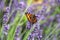 Agalis Urticae - Small Tortoiseshell Butterfly