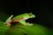 Agalychnis annae, Golden-eyed Tree Frog, green and blue frog on leave, Costa Rica. Wildlife scene from tropical jungle. Forest