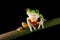 Agalychnis annae, Golden-eyed Tree Frog, green and blue frog on leave, Costa Rica. Wildlife scene from tropical jungle. Forest