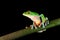 Agalychnis annae, Golden-eyed Tree Frog, green and blue frog on leave, Costa Rica. Wildlife scene from tropical jungle. Forest