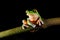 Agalychnis annae, Golden-eyed Tree Frog, green and blue frog on leave, Costa Rica. Wildlife scene from tropical jungle. Forest