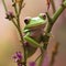 Agalychnis callidryas on a plant