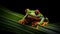 Agalychnis Callidryas, the Red-Eyed Tree Frog, on a Black-Background Leaf