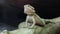 Agama - Australian dragon lizard