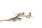 Agama. Baby Bearded Dragons on white background.