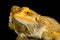 Agama bearded dragon reptile on black background