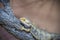 Agama desert, background, closeup, bearded, scale wood beige dragon zoology