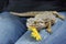 Agama lizard with dandelion on the female lap