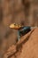 Agama Lizard, Kenya, Africa