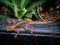 Agama Lizard on a ledge Lekki Lagos Nigeria