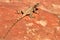 An Agama lizard in Petra, Jordan, Middle East