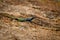 Agama lizzard around Rhodes grave top of the hill world`s view,