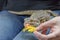 Agama with a protruding tongue is eating dandelion