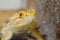 Agamic lizard Central bearded dragon Pogona vitticeps head looking forward next to artificial wall in terrarium