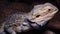 Agamid lizard Pogona vitticeps, the bearded dragon