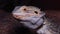 Agamid lizard Pogona vitticeps, the bearded dragon