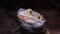 Agamid lizard Pogona vitticeps, the bearded dragon